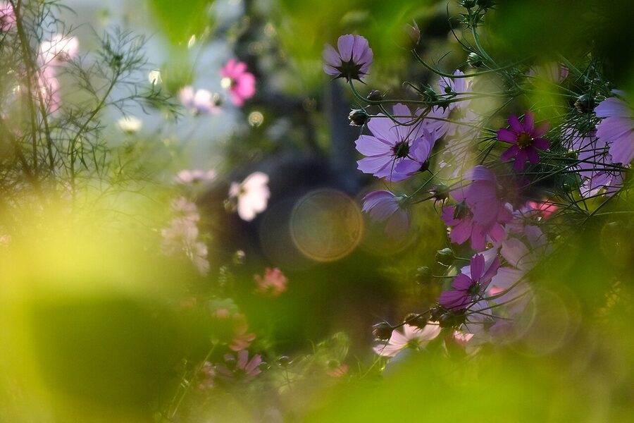 Cosmos fields in Japan in autumn