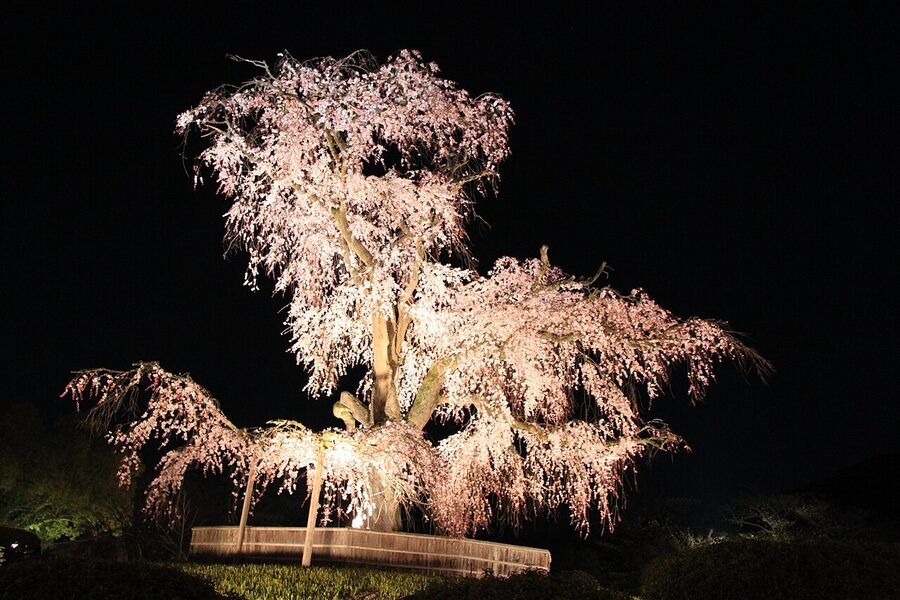 Sakura at night in Maruyama Park, Kyoto