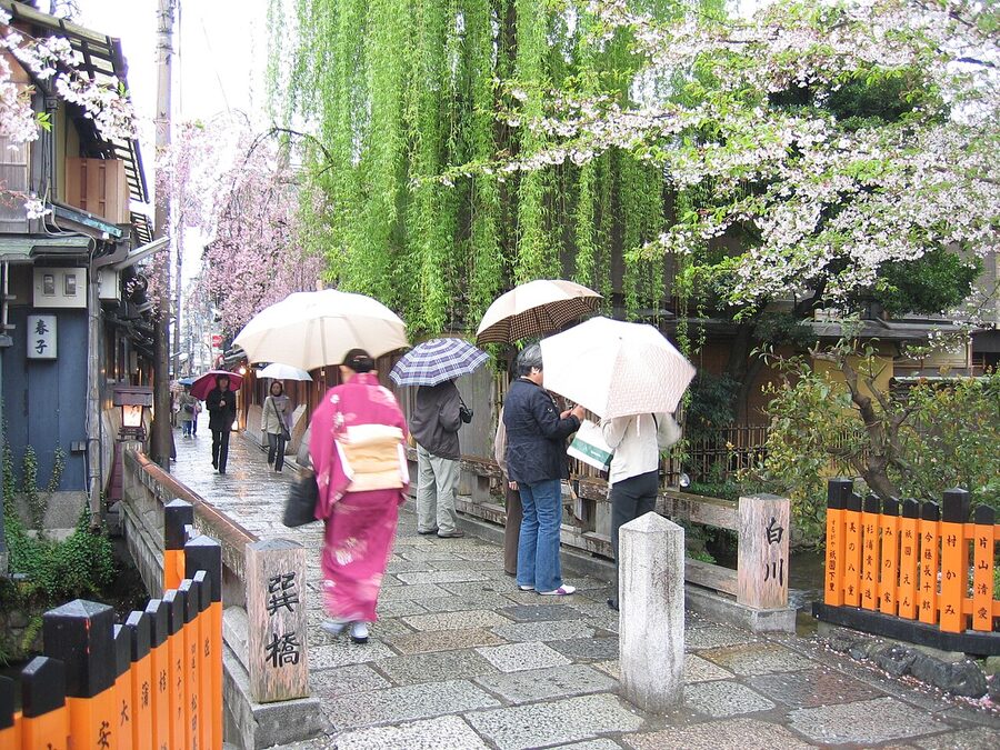 Cherry blossom on the Shirakawa canal in Gion Shinbashi during spring