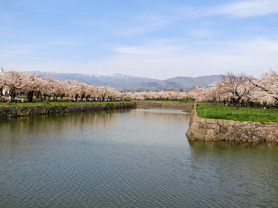 Cherry blossom along the inner moat of Goryokaku, Hakodate