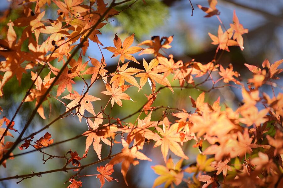 Maple leaves turning red in Hakone autumn
