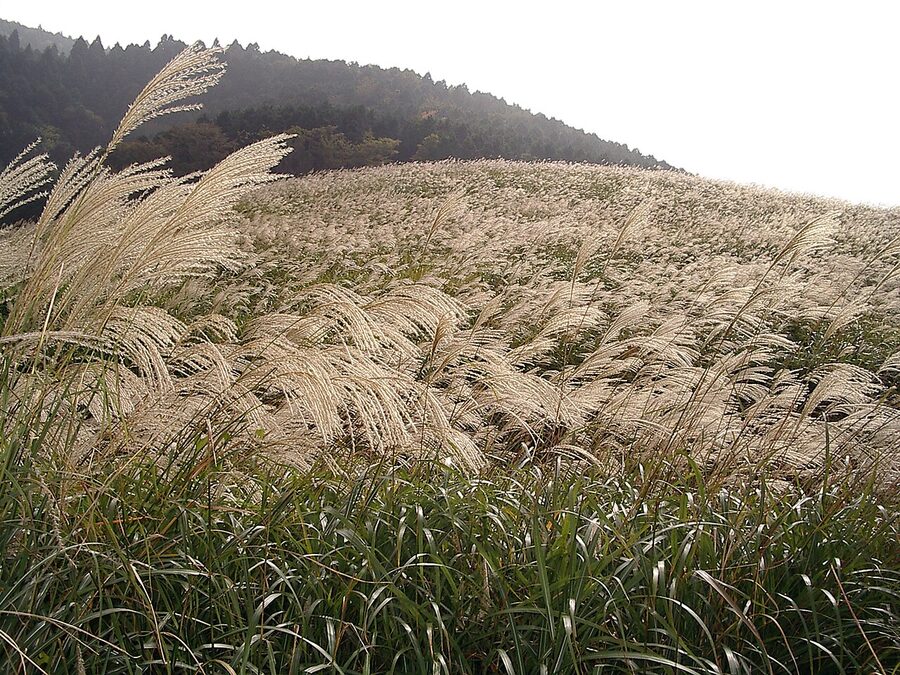 Sengokuhara susuki pampas grass field at peak season