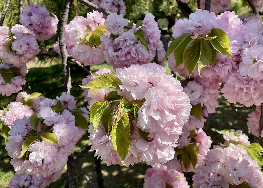 Cherry blossoms at Hama-Rikyu garden with skyscrapers behind