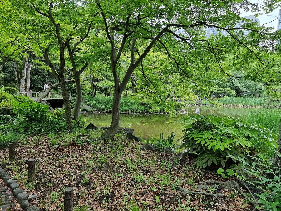 Hibiya Park with cherry blossoms and central Tokyo skyscrapers