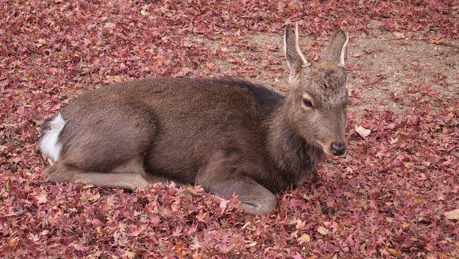 Miyajima sika deer in autumn fallen leaves