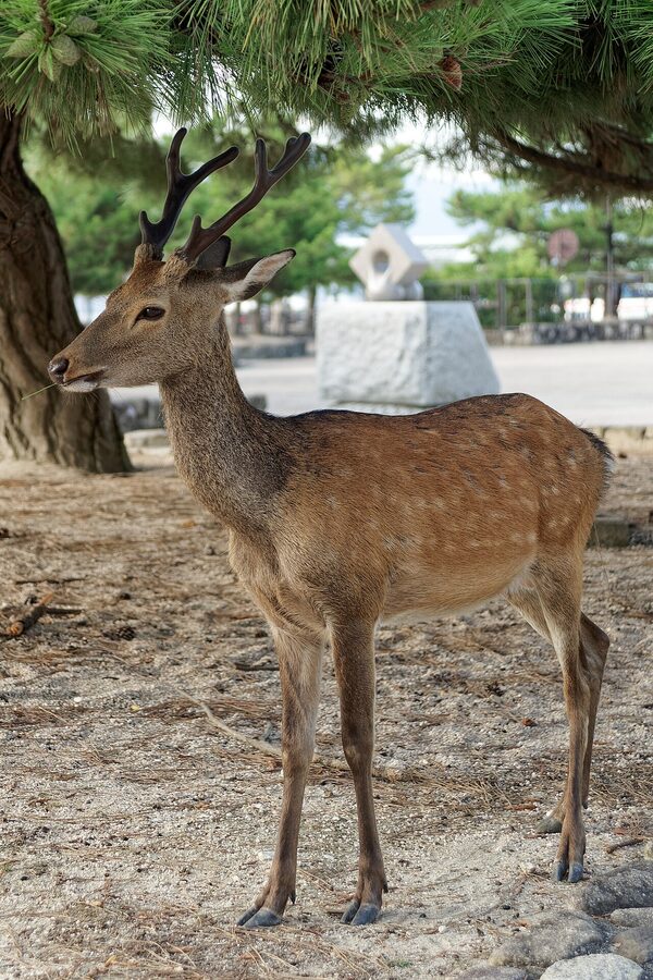Sika deer wandering near Itsukushima Shrine, Miyajima