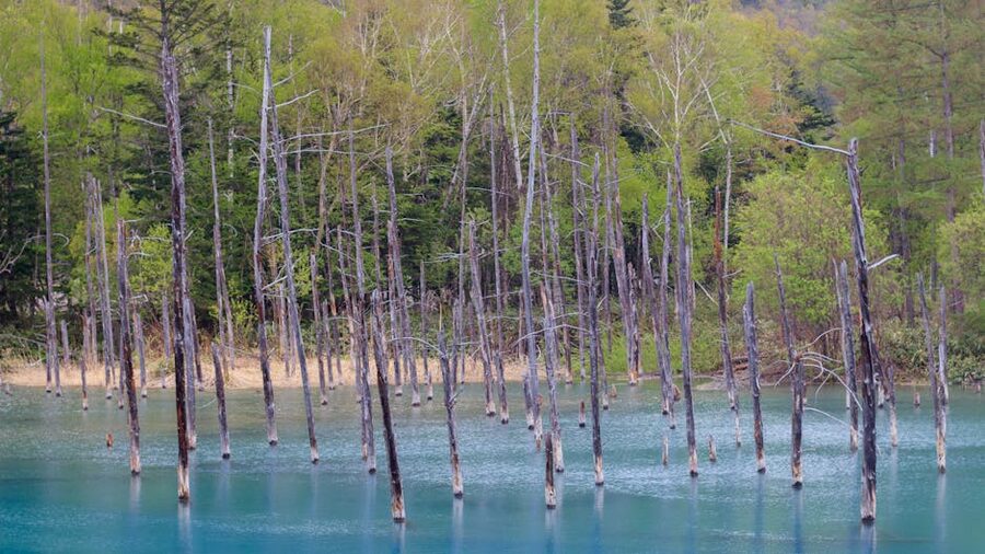 The cobalt-blue water of Biei Blue Pond with bare larch trunks rising from it.