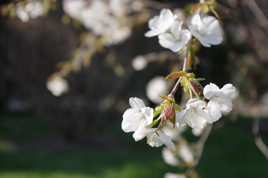 Pink cherry blossoms backlit by sunlight, photographed in Hokkaido