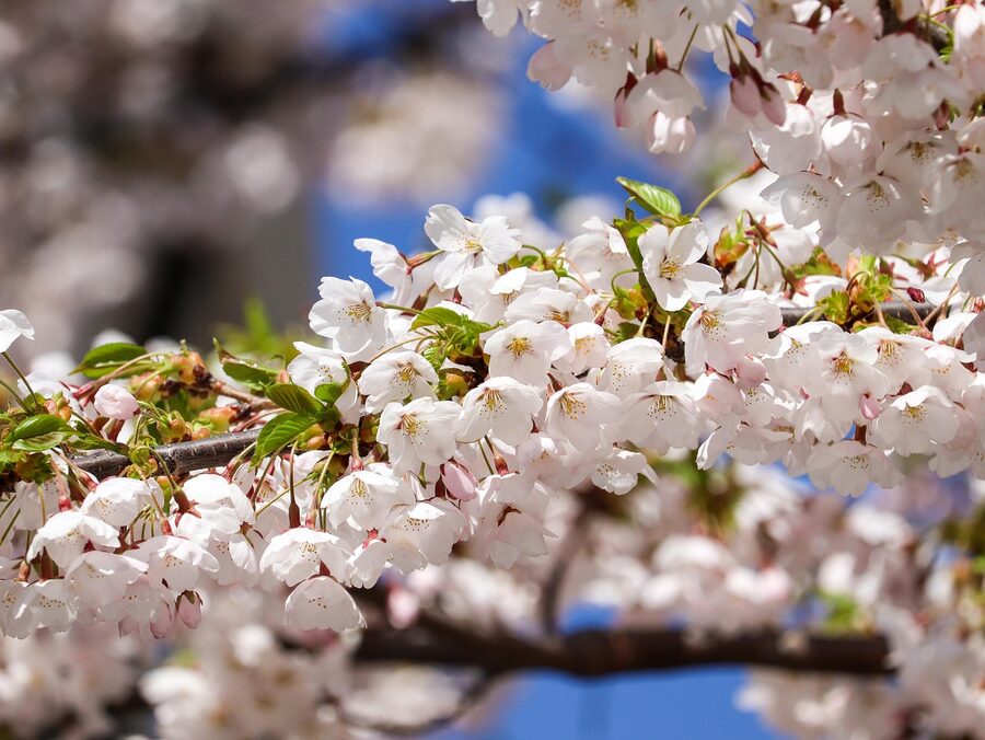 Cherry blossom buds on a branch in Hokkaido