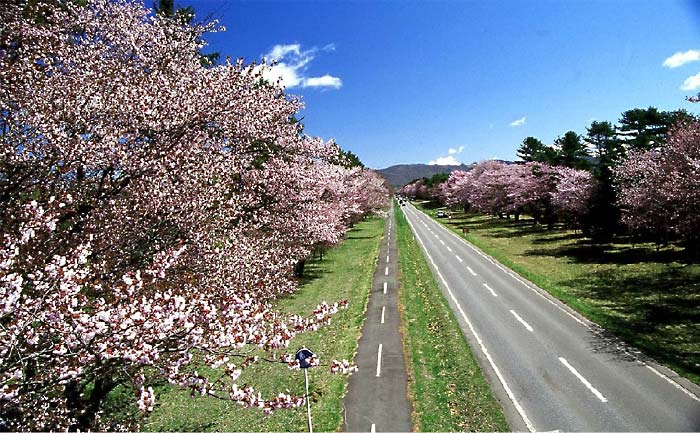 Cherry trees lining the Nijukken-doro road in Shizunai, southern Hokkaido