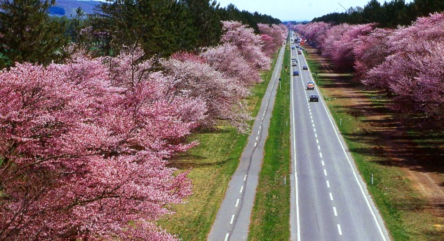 Cherry blossom trees in bloom along a road in Shizunai, Hokkaido