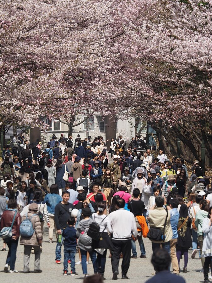 Cherry-blossom-lined approach to Hokkaido Shrine