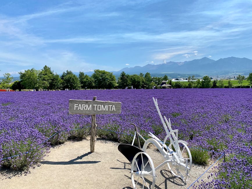 Lavender rows in bloom at Farm Tomita, Nakafurano, with mountains behind.
