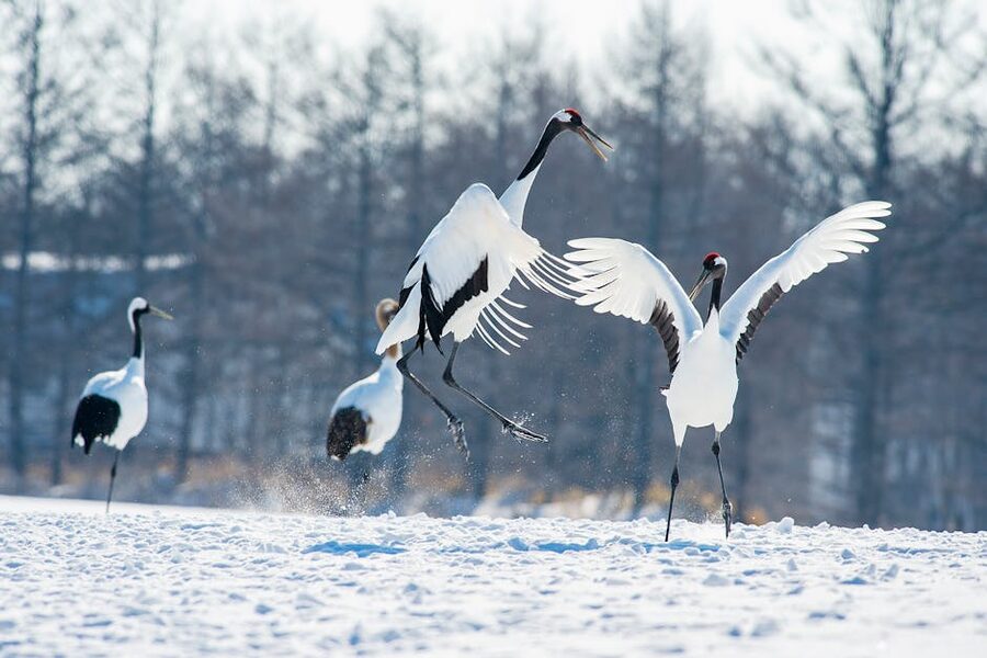 Red-crowned cranes performing a courtship dance in snow near Kushiro.
