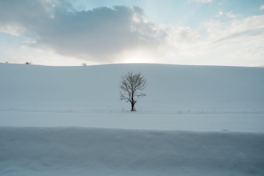 A lone tree in snow on a Hokkaido plain under a clear winter sky.