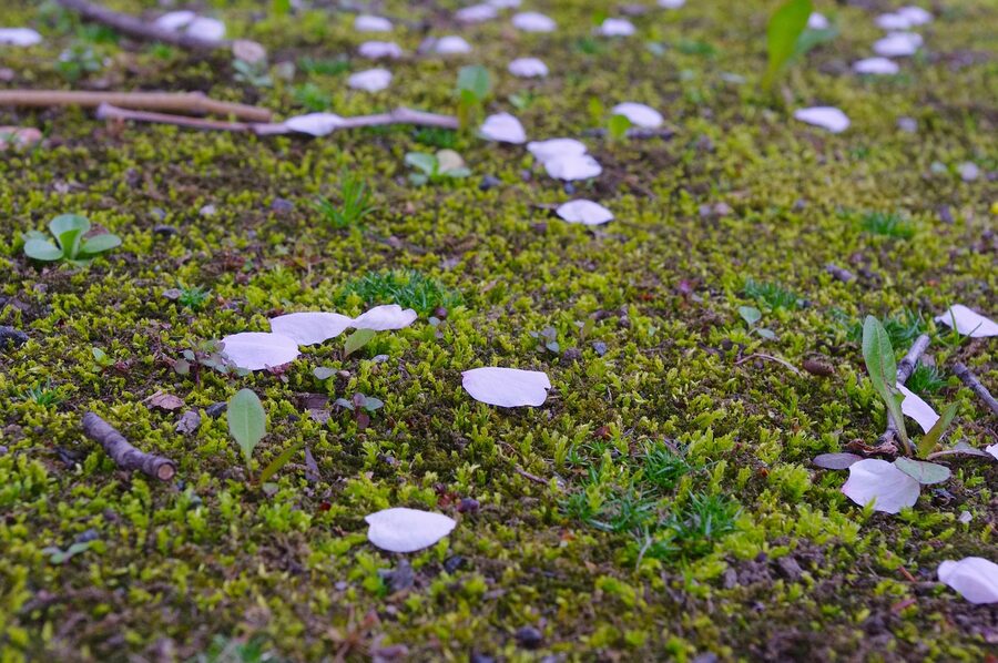 Cherry blossom petals on grass in a Sapporo park