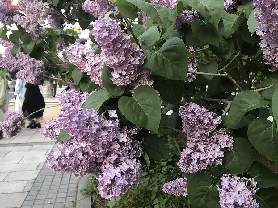 Lilac trees in bloom in Odori Park during the Sapporo Lilac Festival.