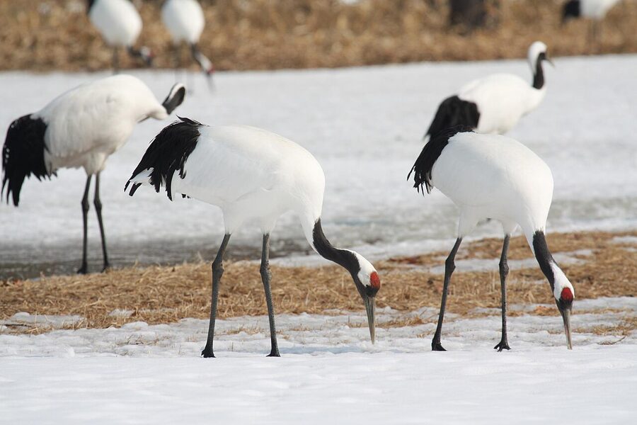 A pair of red-crowned cranes flying low over the Kushiro marshlands.