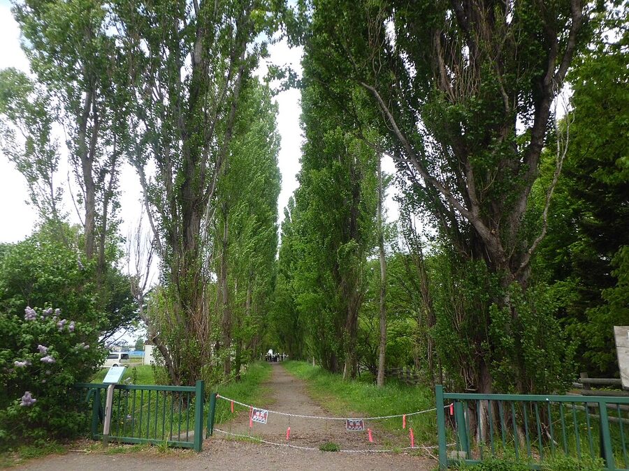The poplar avenue inside the Hokkaido University campus.
