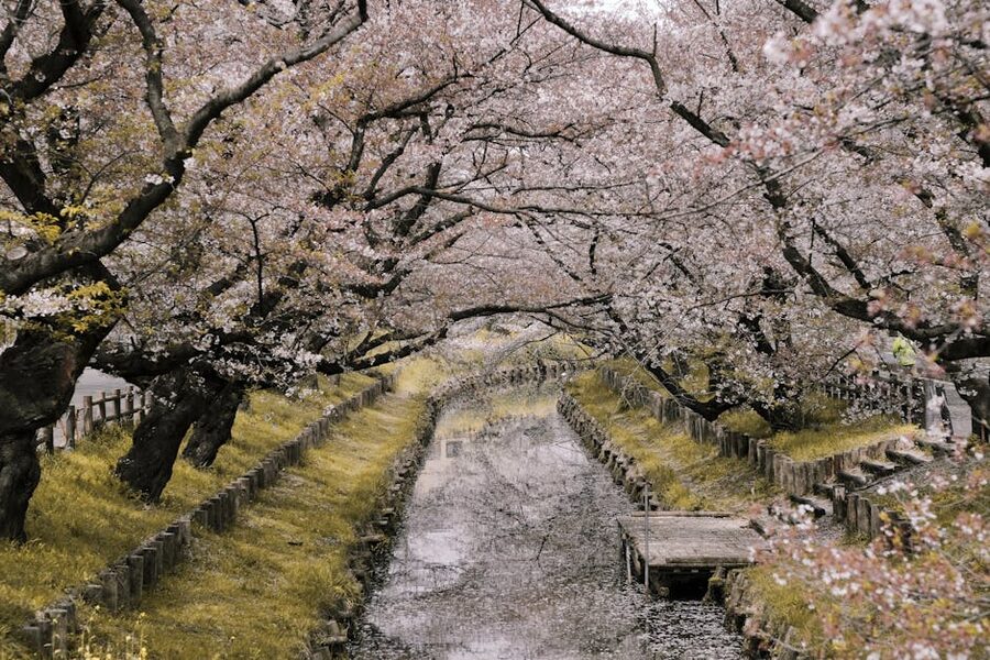 A river lined with cherry blossom trees