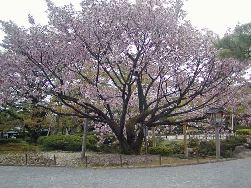 Kenrokuen garden with yukizuri ropes supporting pine branches against snowfall