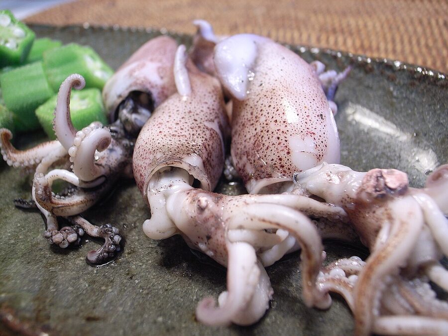 A Watasenia scintillans firefly squid in close-up