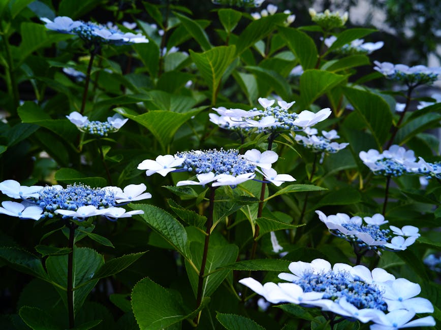 Hydrangea blooms in vivid blue and pink