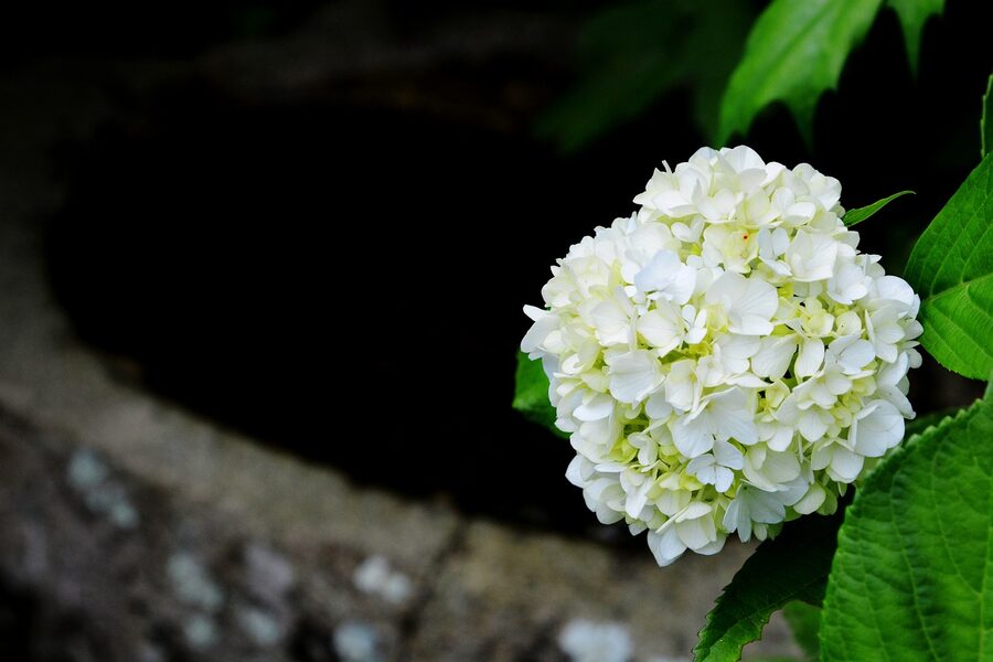 Hydrangea at Kamakura temple
