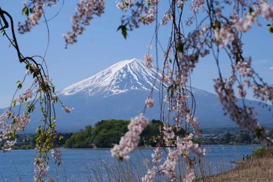 Cherry blossom branches framing Mt. Fuji in spring