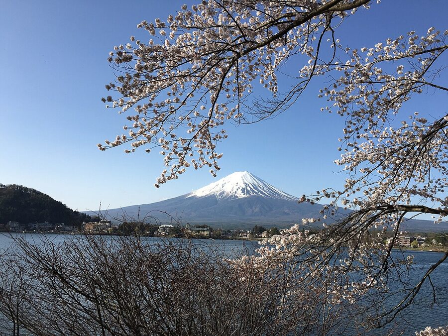 Cherry blossom over Mt. Fuji from Ubuyagasaki, Lake Kawaguchi