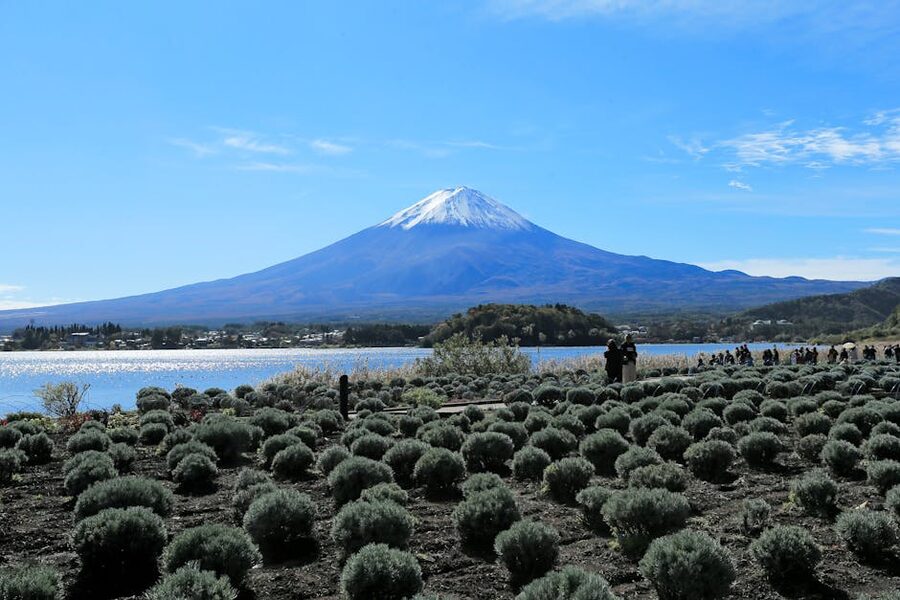 Lavender field at Lake Kawaguchi with Mt. Fuji rising behind