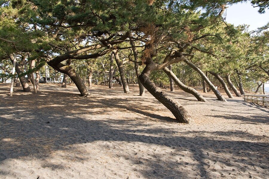 Pine trees at Miho-no-Matsubara with Mt. Fuji visible across the bay