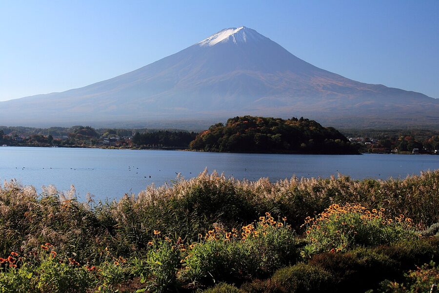 Lavender fields with Mt. Fuji behind at Oishi Park, Lake Kawaguchi northern shore