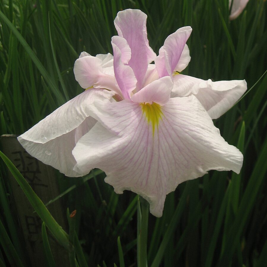Iris ensata named cultivar in bloom
