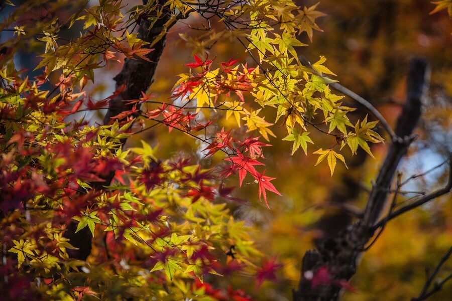 autumn leaves yellow japan for autumn travel guide