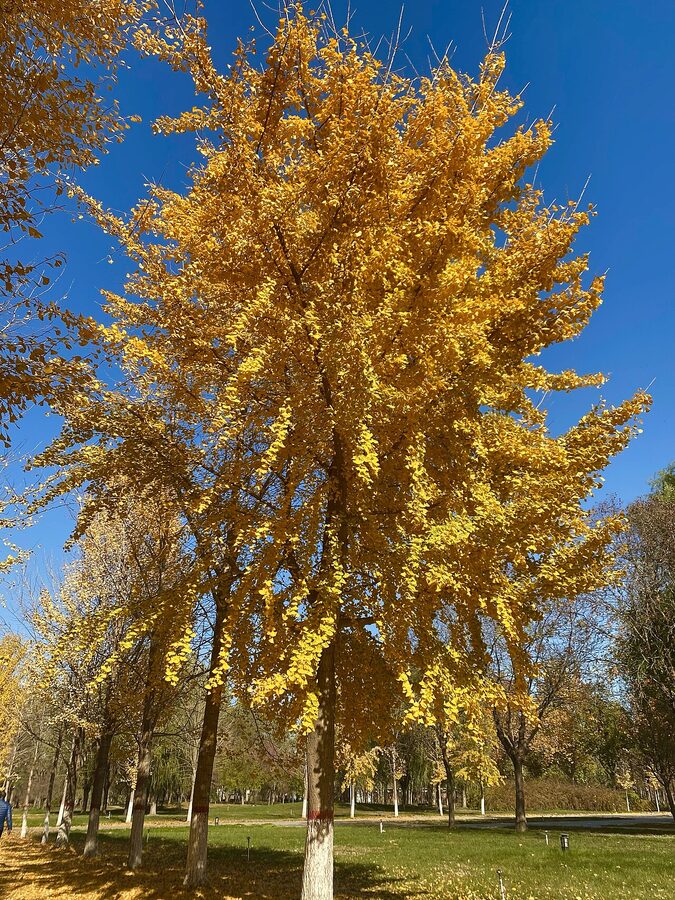 ginkgo golden autumn for autumn travel guide