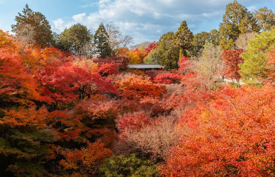 Japanese garden in peak autumn colour travel guide