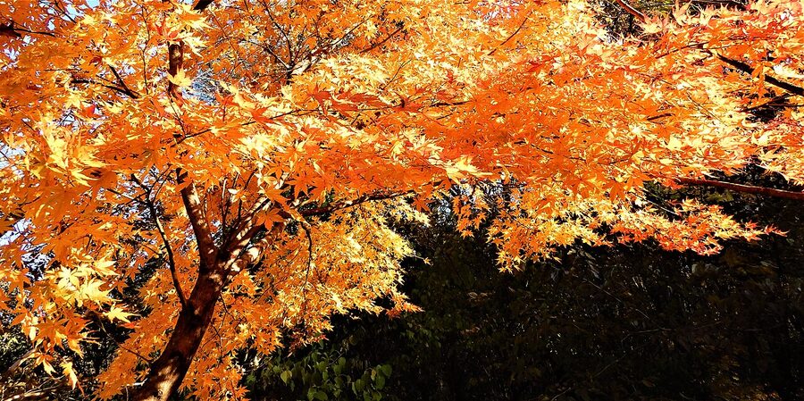 koyo zensen overview for autumn travel guide