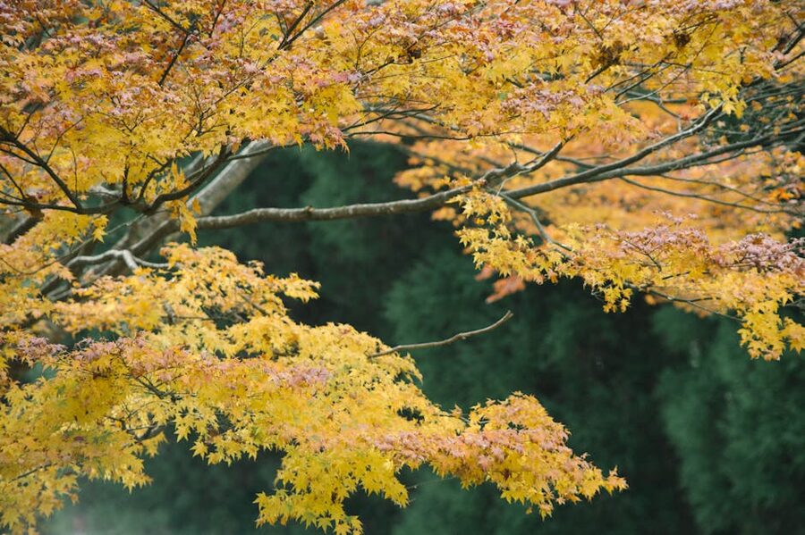 maple tree full glory for autumn travel guide