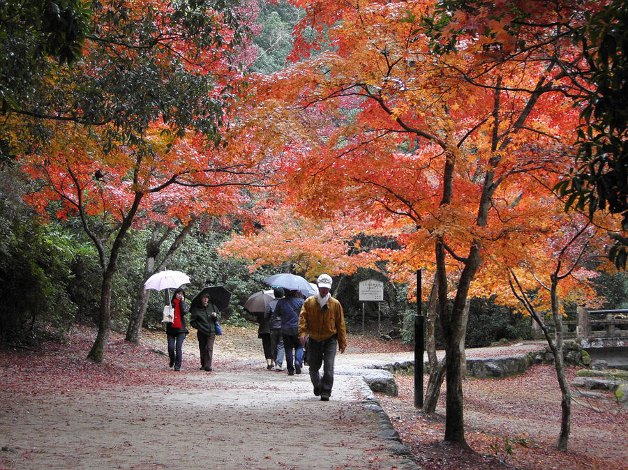 miyajima momijidani for autumn travel guide