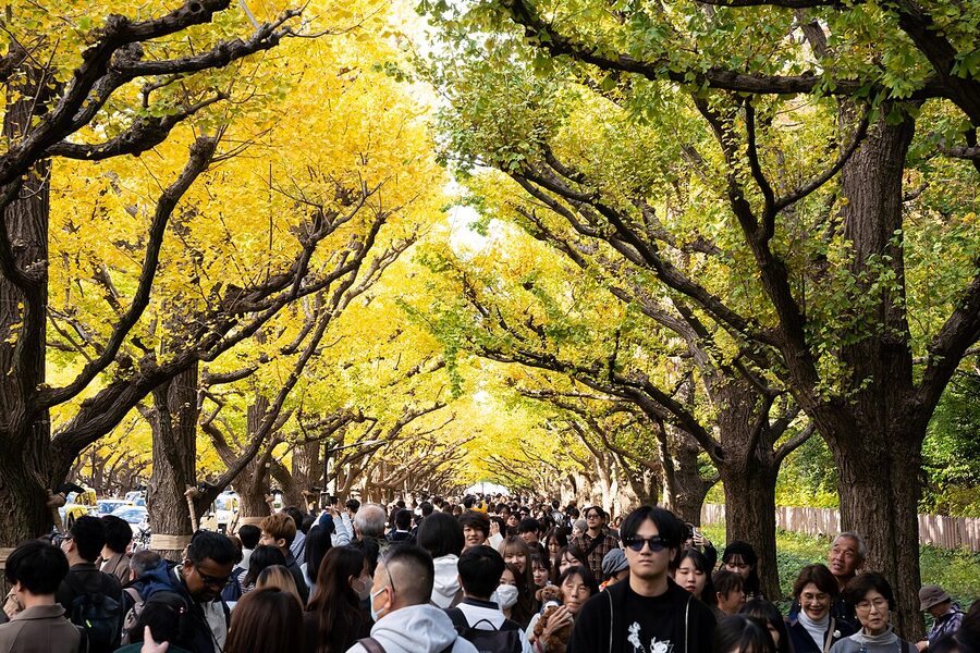 tokyo meiji jingu gaien icho for autumn travel guide