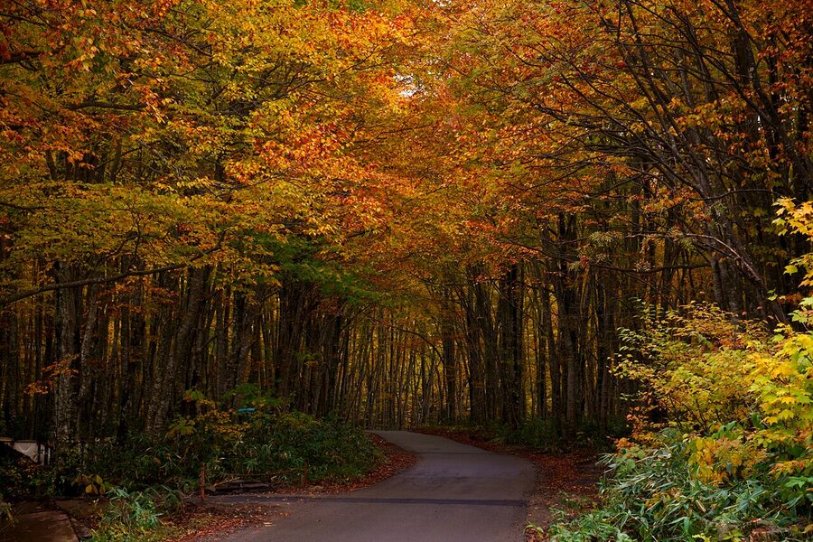 Beech forest path approaching Nyuto Onsenkyo in Akita