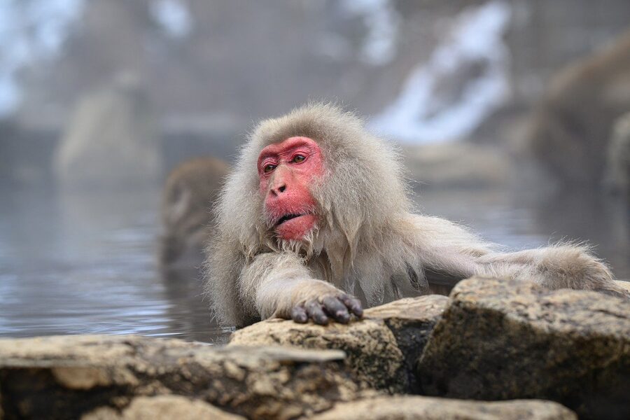 Japanese macaque snow monkey bathing in hot spring at Jigokudani