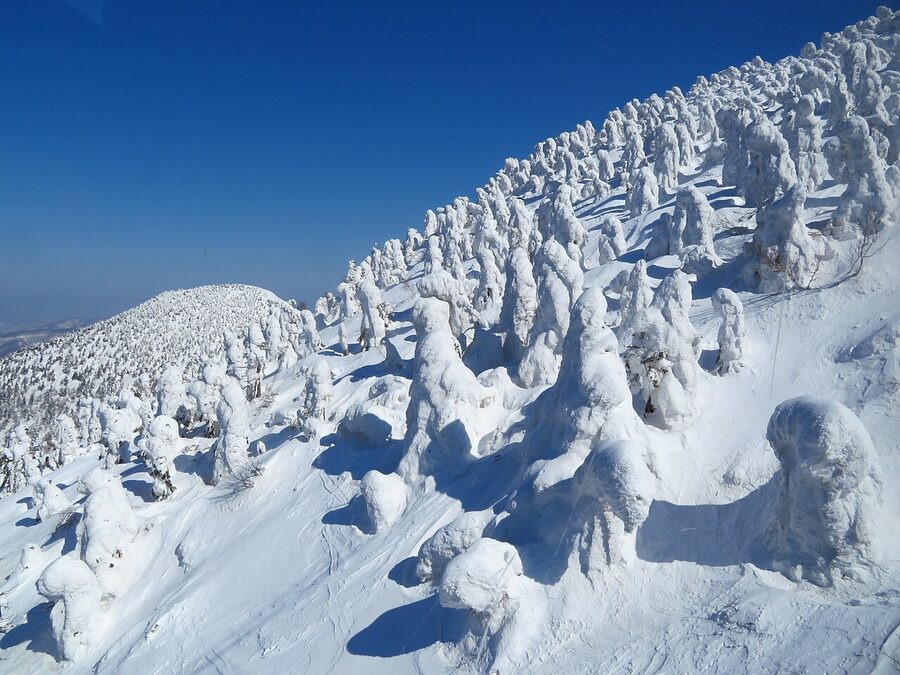 Dense rime ice on Hakkoda fir trees against a low winter sun