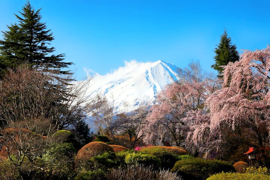 Mount Fuji rising behind a row of cherry blossoms in Fujikawaguchiko.
