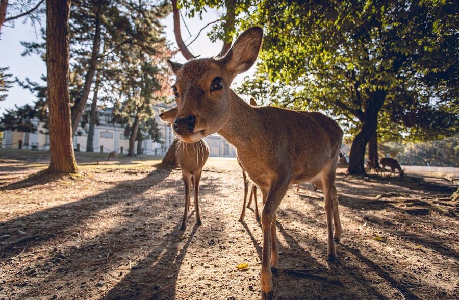 A sika deer in Nara Park, brown coat, ears forward.