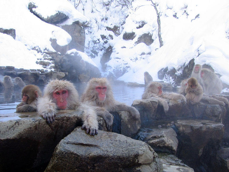 Snow monkeys at Jigokudani hot spring, Nagano