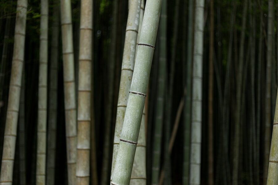 Arashiyama bamboo grove path with sunlight filtering through