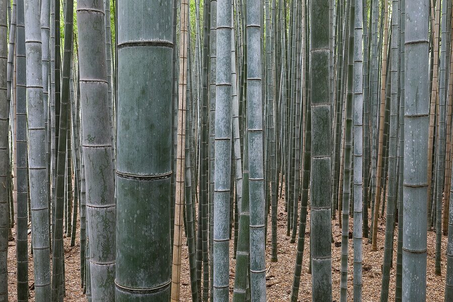 Bamboo Forest at Arashiyama Kyoto