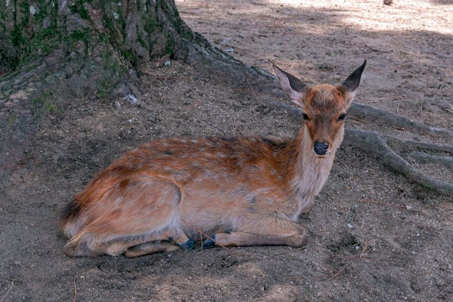 Sika deer resting in Nara Park